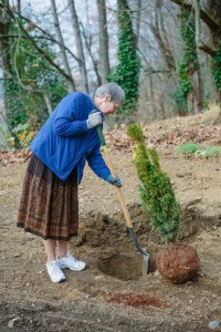 Sr. Angela Hoffman planting yew tree, 2006 (Marketing & Communications photo, click to enlarge)