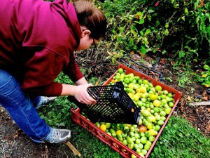 Rising Stone Farm_Abby Heebner_sorting tomatillos