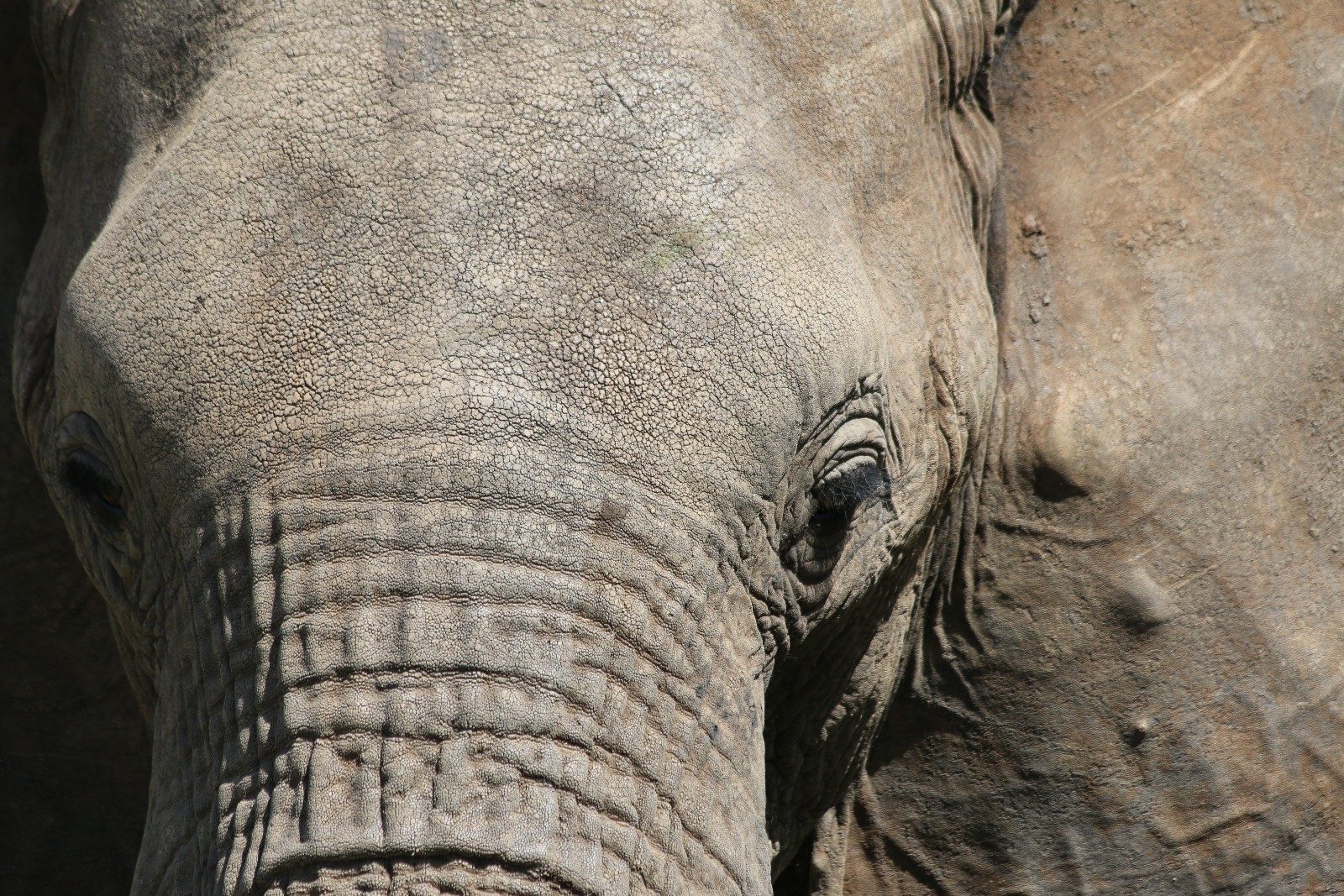a close up of an elephants face