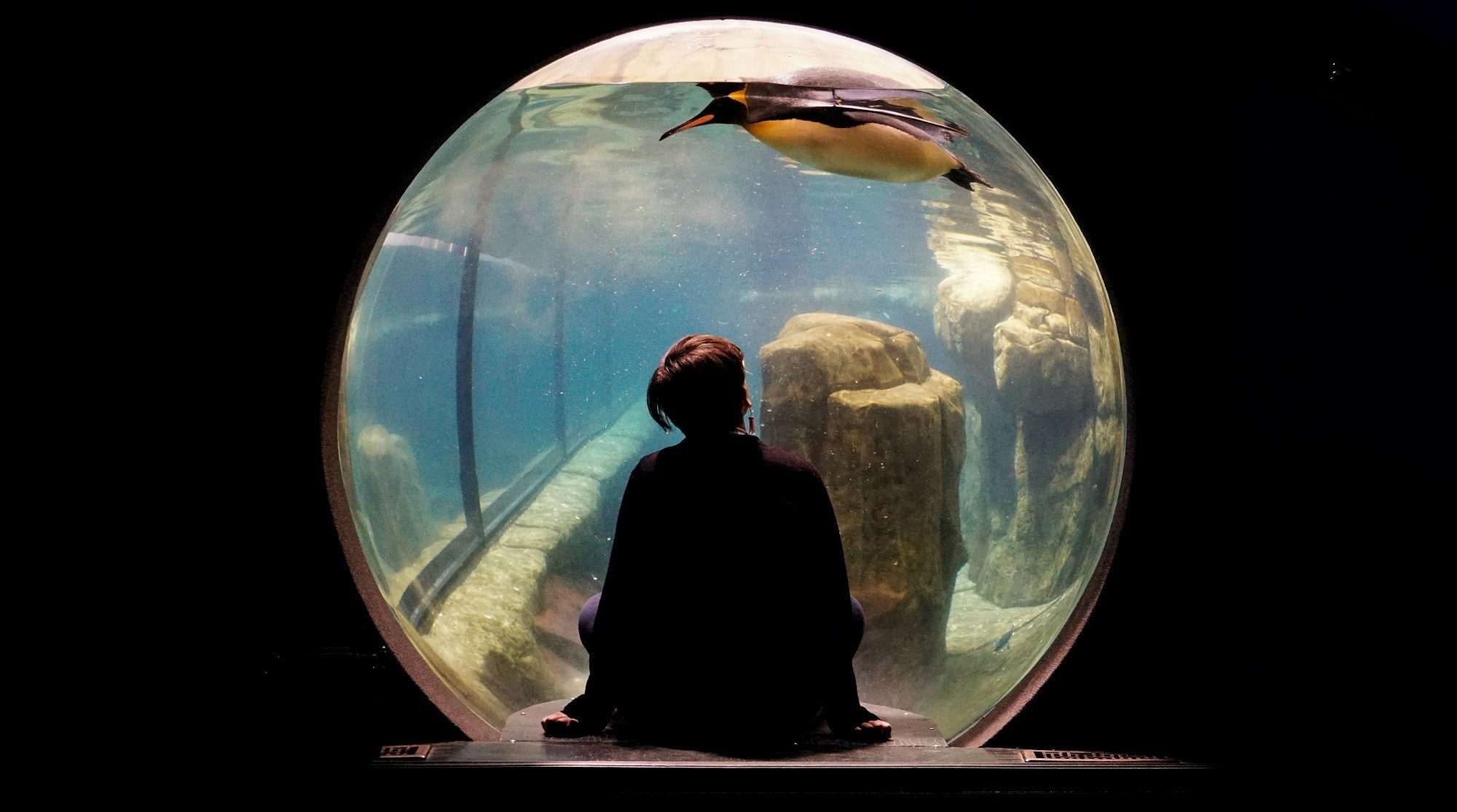 a woman looking at a penguin in an aquarium